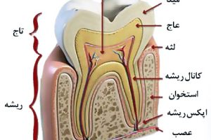 پالپوتومی